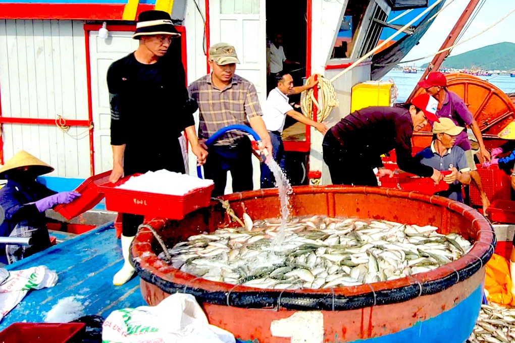 Ra khơi chưa đầy một ngày, ngư dân thu về gần 300 triệu đồng - 1 Ra khơi chưa đầy một ngày, ngư dân thu về gần 300 triệu đồng - 1
