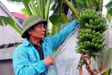 Chuối tiến vua mất mùa, người dân lo mất Tết
