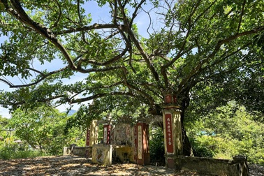 Cả làng cùng giữ hương ước với rừng thiêng giữa lòng thành phố