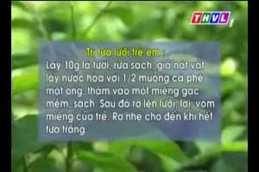Bài thuốc từ rau ngót