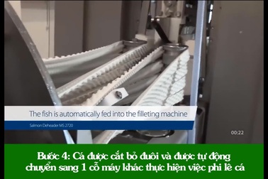 Mãn nhãn với dây chuyền phi lê cá tự động với tốc độ không tưởng