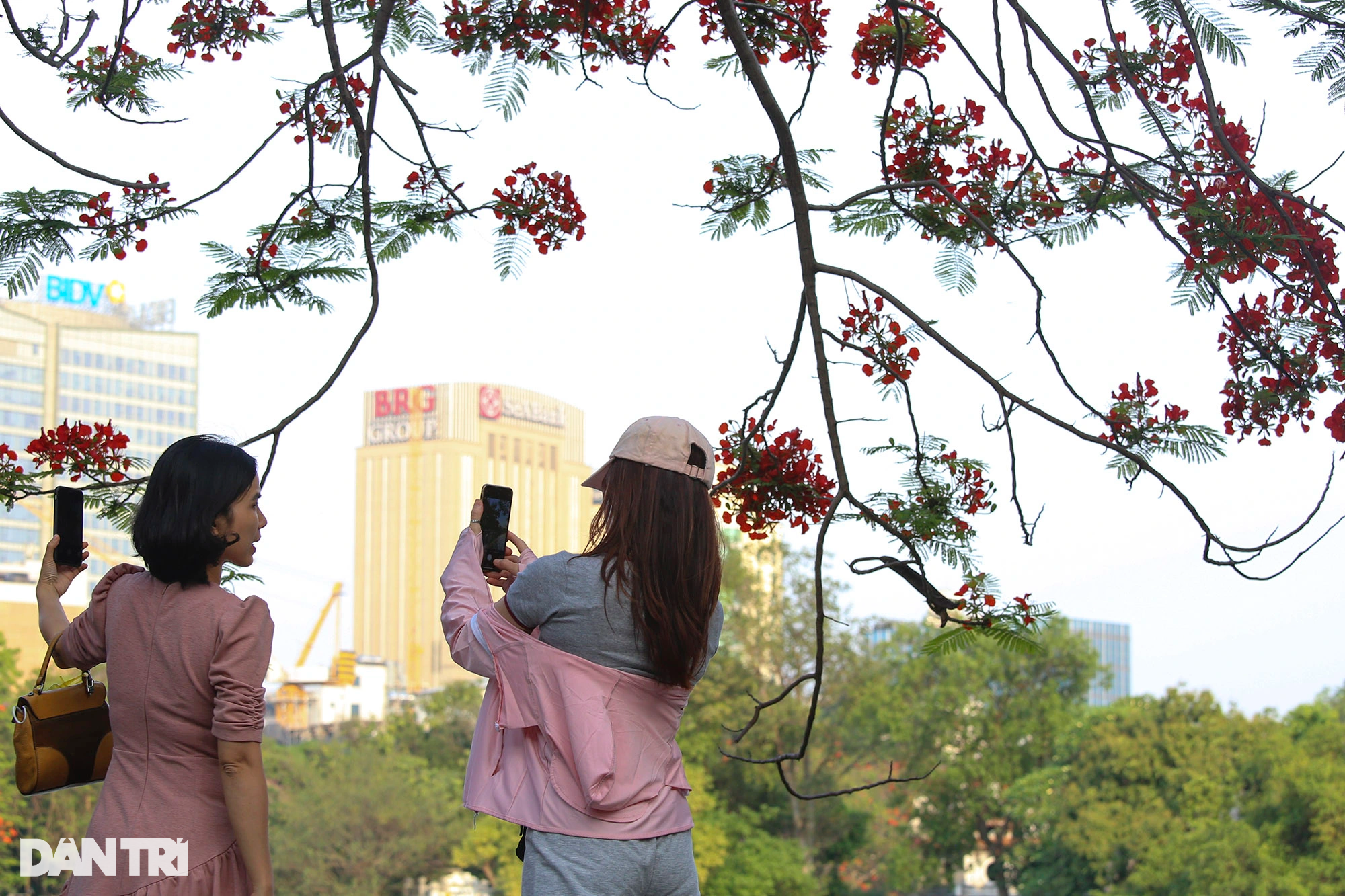 Hồ Gươm ở Hà Nội đẹp rực rỡ trong mùa hoa tháng 5 - 10 Hồ Gươm ở Hà Nội đẹp rực rỡ trong mùa hoa tháng 5 - 10