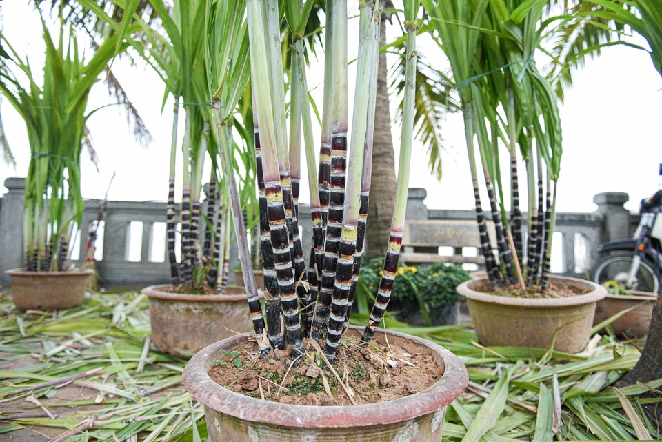 Mía tím lên chậu giá cả triệu đồng đắt hàng dịp Tết - 9 Mía tím lên chậu giá cả triệu đồng đắt hàng dịp Tết - 9