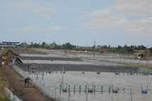 Thiếu nguồn nước sạch, người nuôi tôm gặp khó