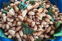 Loạt đặc sản con "nhung nhúc, béo tròn", khách vừa ăn vừa sợ