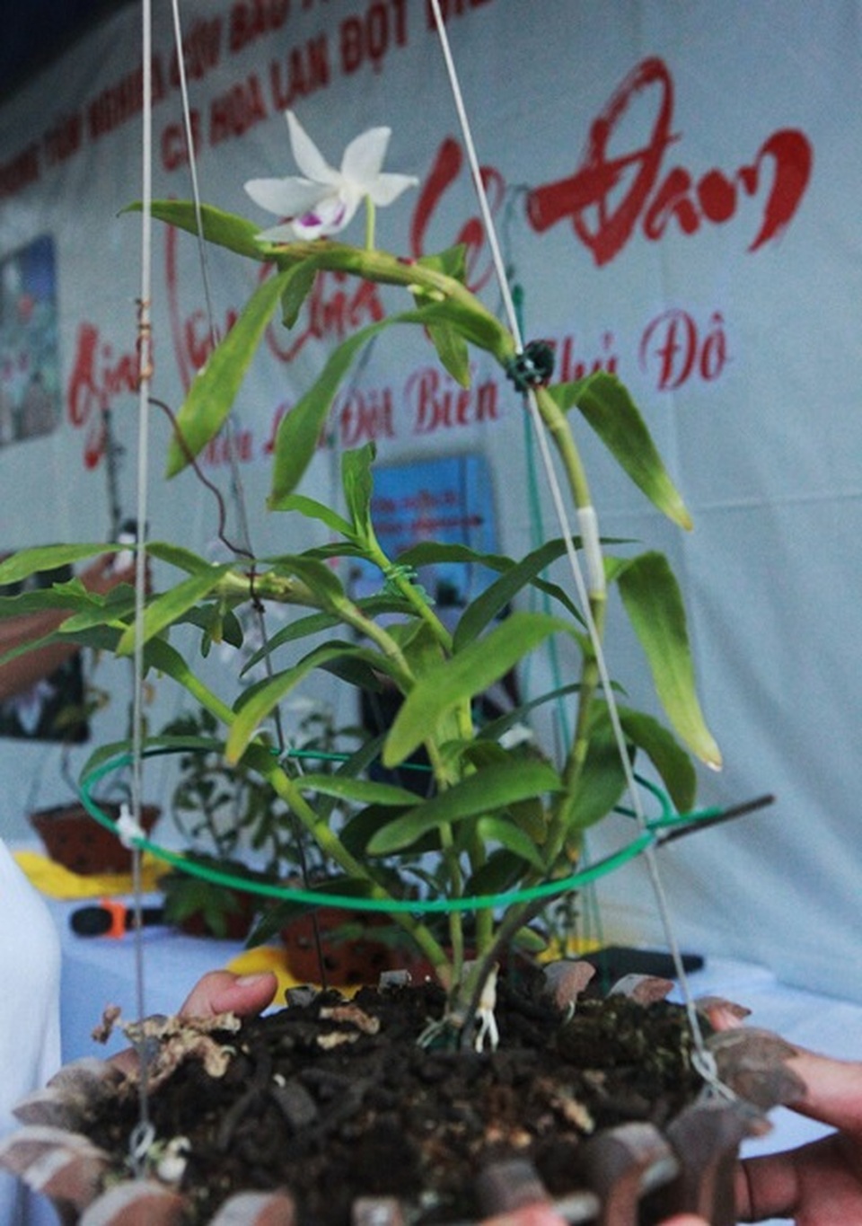 Chuyên gia sinh vật cảnh vén màn những giao dịch lan tiền tỷ: Sự thật bất ngờ - 1