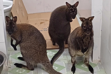 4 con chuột túi ở Cao Bằng là loài chưa từng xuất hiện tại Việt Nam