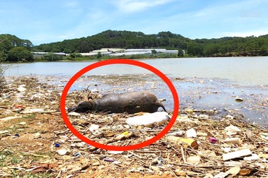 Xử lý rác thải gây ô nhiễm hồ cấp nước sinh hoạt cho người dân Đà Lạt