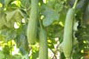 Mướp - thức ăn, vị thuốc