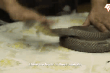 Người phụ nữ suốt gần nửa thế kỷ hành nghề bắt rắn