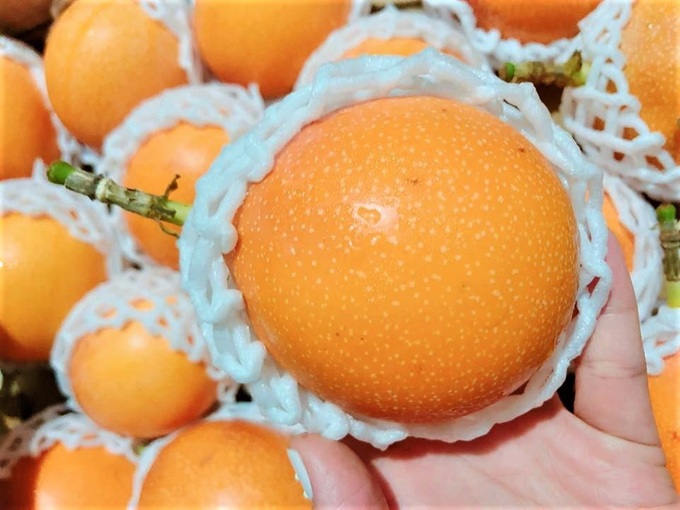 Sính ngoại, nhà giàu đổ xô mua chanh leo vàng giá 800.000 đồng/kg - Ảnh 1. Sính ngoại, nhà giàu đổ xô mua chanh leo vàng giá 800.000 đồng/kg - Ảnh 1.