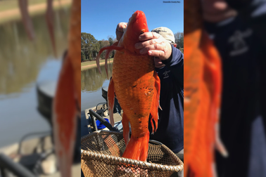 Bắt được cá vàng khổng lồ ở Mỹ