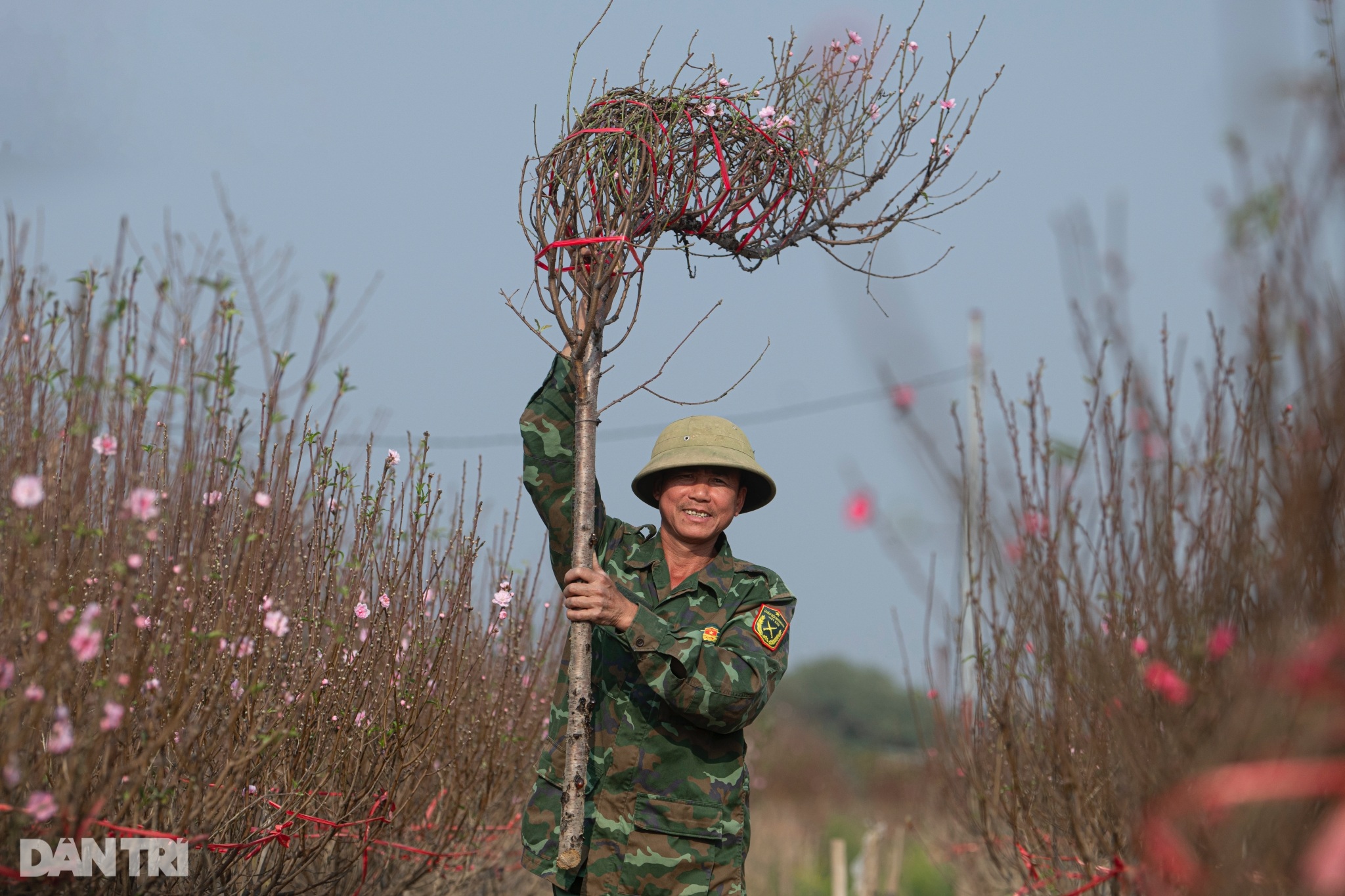 Đào Nhật Tân khoe sắc rực rỡ, giá tăng vọt vẫn đắt khách tới mua - 6 Đào Nhật Tân khoe sắc rực rỡ, giá tăng vọt vẫn đắt khách tới mua - 6
