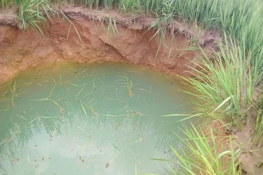 Xuất hiện hố sâu bất thường giữa ruộng lúa