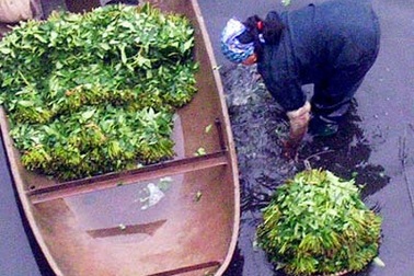 Nước càng bẩn, rau muống cành xanh non