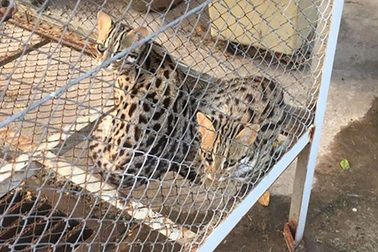 WHO đã biết Covid-19 bắt nguồn từ đâu?