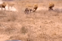 Linh cẩu bị đàn sư tử bao vây tấn công và cái kết khó ngờ