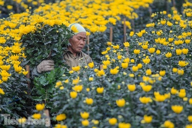 Làng hoa Tây Tựu tất bật chuẩn bị cho Tết