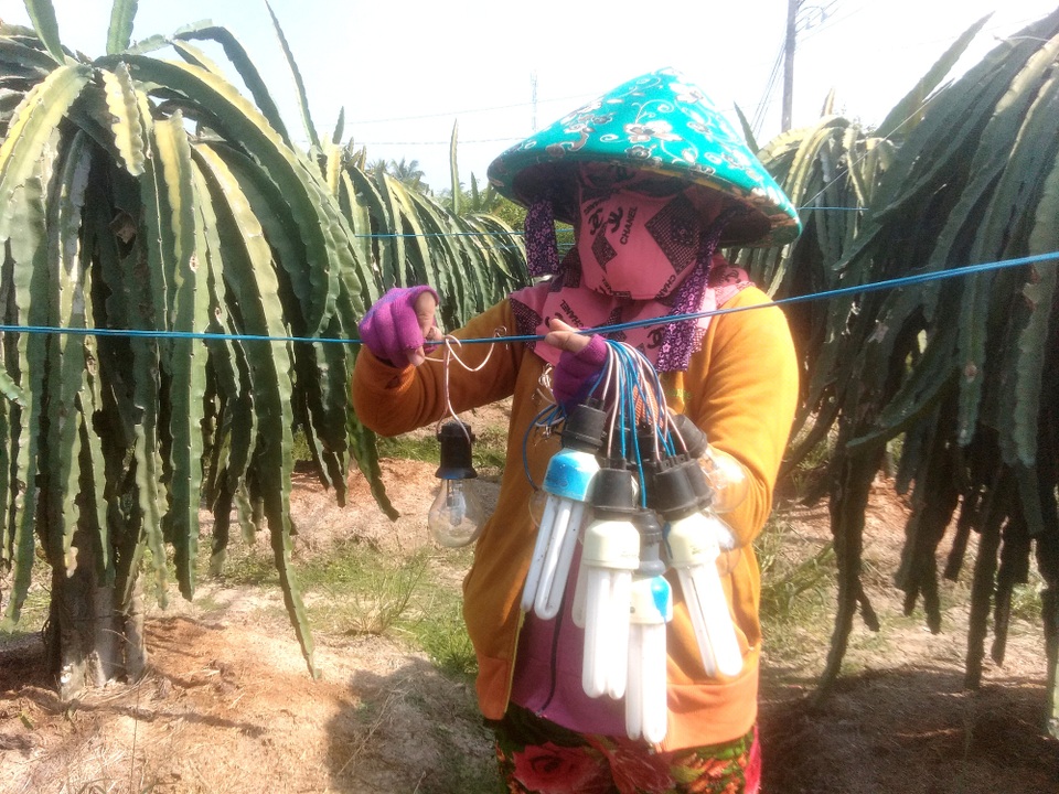 Chuyện lạ: Nông dân trồng thanh long ném tiền cho... thương lái? - 3 Chuyện lạ: Nông dân trồng thanh long ném tiền cho... thương lái? - 3