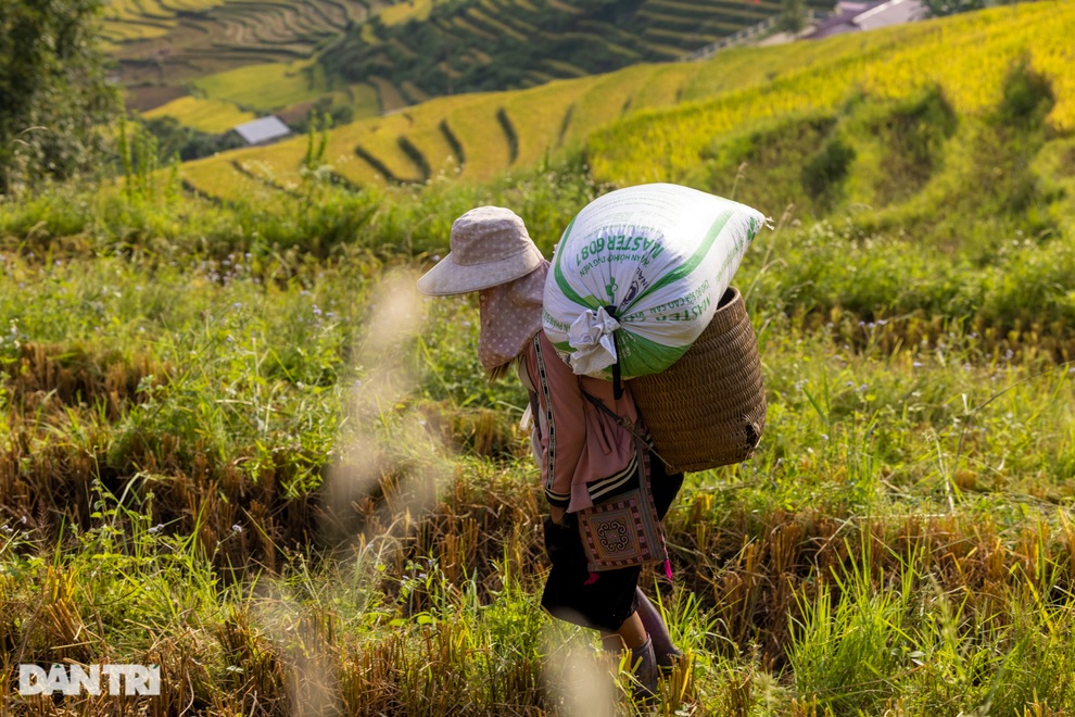 Mùa gặt hạt vàng trên những thửa ruộng bậc thang Sa Pa - 4 Mùa gặt hạt vàng trên những thửa ruộng bậc thang Sa Pa - 4