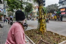 Cây 80 năm tuổi ở Hà Nội nghi bị "bức tử"