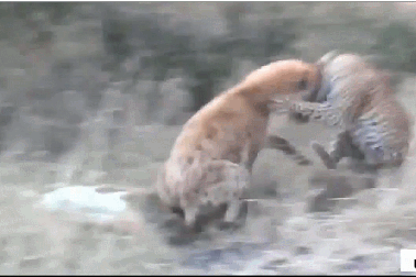 Xem linh cẩu húc bay báo đốm để cướp con mồi