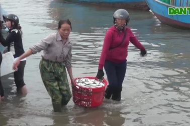 Ngư dân Quảng Bình trúng đậm cá trích ngày mở biển