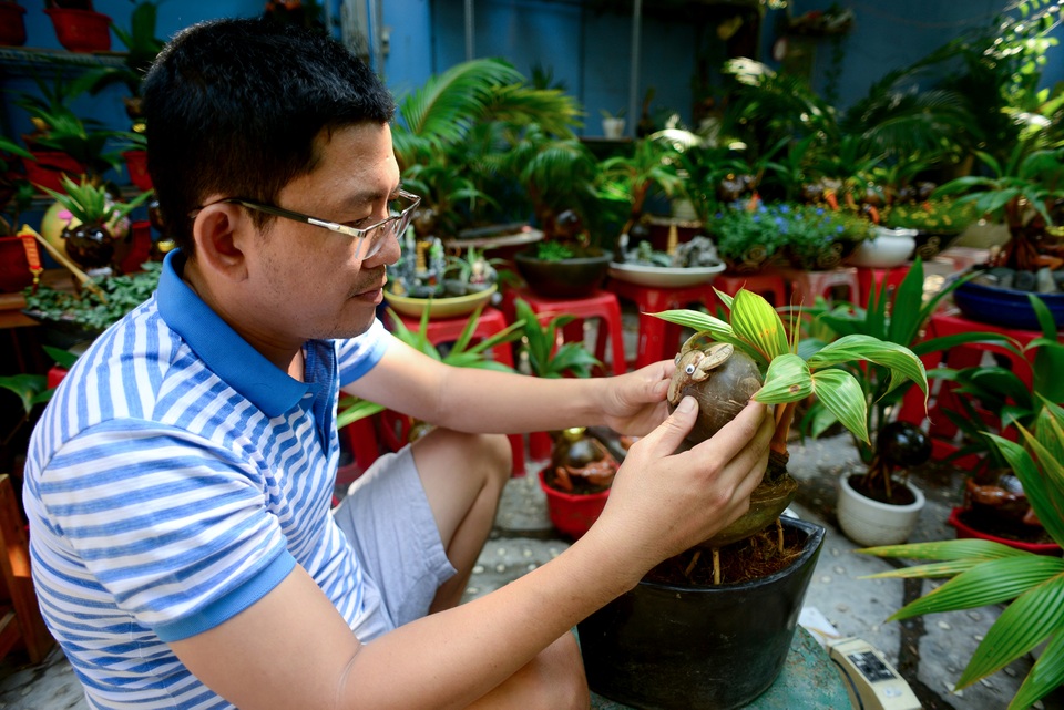 Bonsai dừa hình trâu.jpg Bonsai dừa hình trâu.jpg