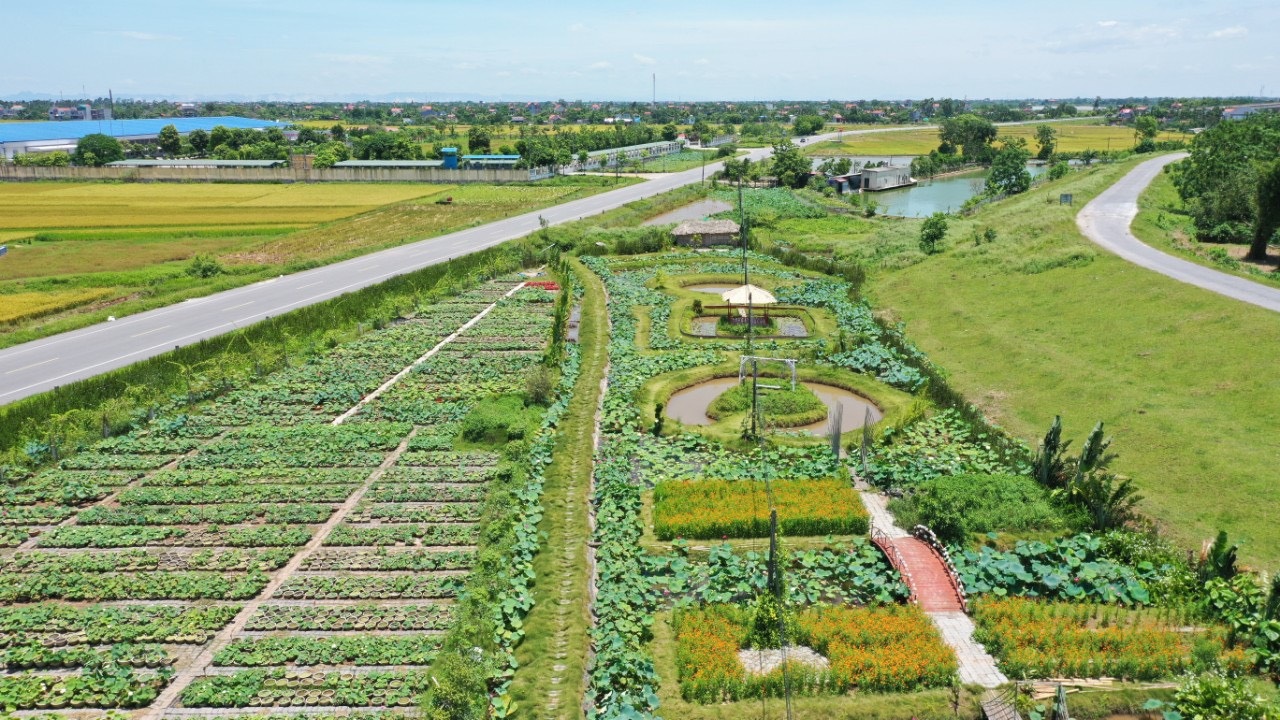 Lótuszt termeszteni visszatérő, agglegény hatalmas haszonra tesz szert kockázatos betegsége miatt - 4 Về quê trồng sen, nam cử nhân kiếm lợi nhuận khủng nhờ mắc bệnh liều - 4