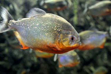 80% cá ở sông Amazon có nhựa trong dạ dày