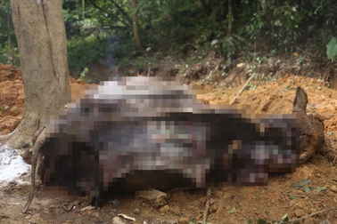 Vụ đàn trâu chết “như ngả rạ” ở Hà Nội: Công an vào cuộc