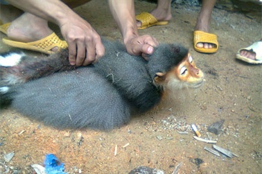 Vụ giết Voọc tung ảnh lên mạng: Bộ Quốc phòng yêu cầu báo cáo