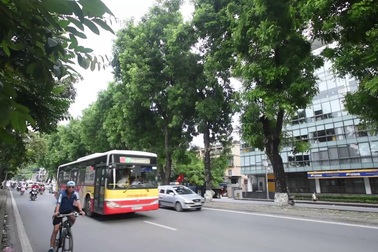 Hàng cây xà cừ cuối cùng trên đường Kim Mã trước ngày đánh chuyển