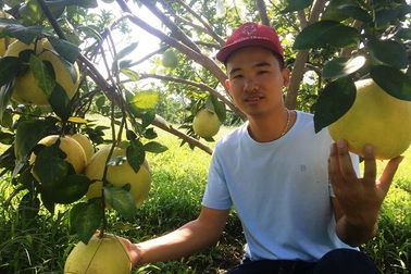 Rời Thủ đô, vợ chồng cử nhân xứ Thanh về quê trồng bưởi, ổi, cam ....thu tiền tỷ