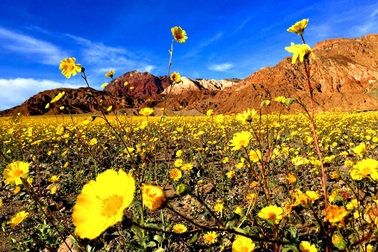 Thảm hoa đột nhiên bừng nở ở "Thung lũng chết"