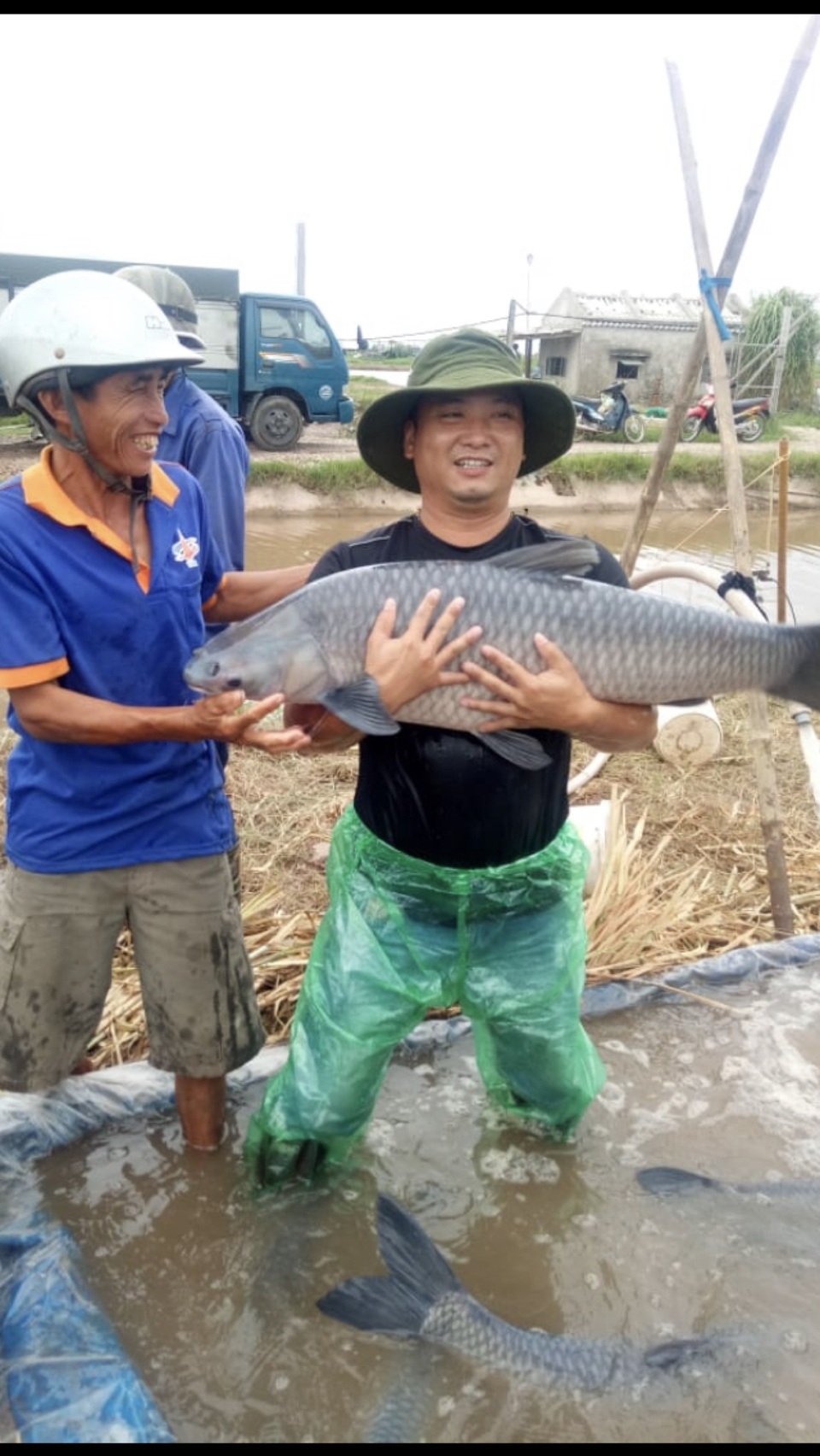 Ao cá khủng nuôi toàn cá trắm đen siêu to khổng lồ, doanh thu 6-7 tỷ đồng/năm - 2 Ao cá khủng nuôi toàn cá trắm đen siêu to khổng lồ, doanh thu 6-7 tỷ đồng/năm - 2