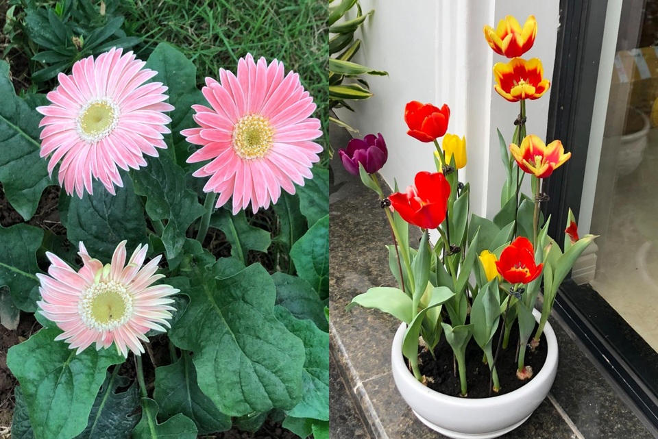 Chồng kỹ sư biến sân thượng thành vườn rau, trái sum suê tặng vợ - 6