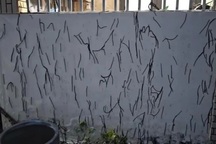 Hàng nghìn con giun đất bò lên tường nhà người dân ở Vũng Tàu