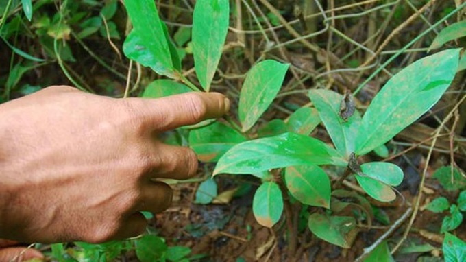 Loại lá ken xanh dùng để nấu rượu cần.