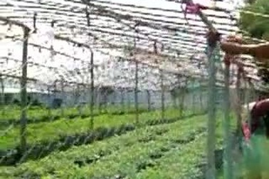 Nông dân tất bật vào vụ trồng hoa cúc Tết