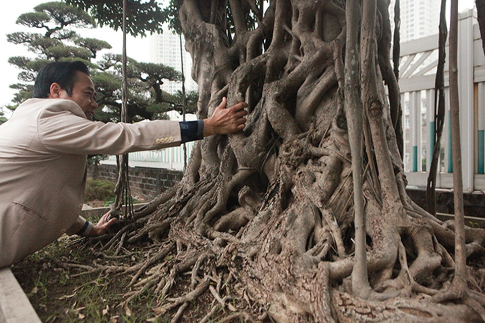 Cây sanh có thế lạ cực kỳ hiếm, đại gia trả 2,6 tỷ đồng không chịu bán - 5 Cây sanh có thế lạ cực kỳ hiếm, đại gia trả 2,6 tỷ đồng không chịu bán - 5