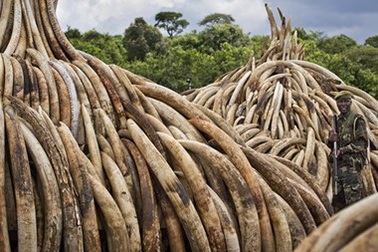 Choáng với "núi ngà voi" trị giá 172 triệu USD bị Kenya tiêu hủy