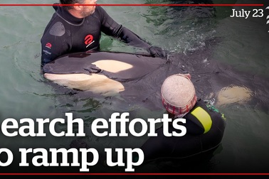 Tìm kiếm gia đình cho cá voi sát thủ