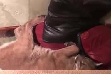 Bi hài câu chuyện sư tử núi lén vào nhà và nằm ngủ ngon lành trên ghế sofa!