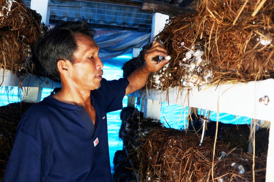 Gặp cựu chiến binh kiếm hàng trăm triệu đồng từ trồng nấm rơm - 1 Gặp cựu chiến binh kiếm hàng trăm triệu đồng từ trồng nấm rơm - 1