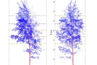 Cây cối ngủ như thế nào?
