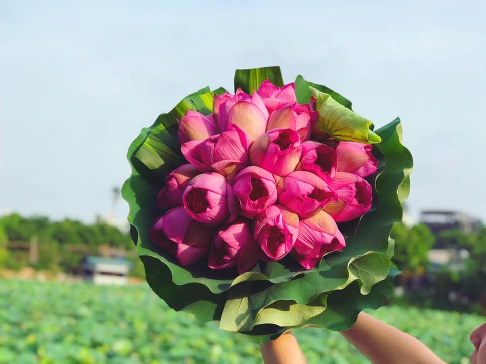 Mùa của những người yêu sen - 15 Mùa của những người yêu sen - 15