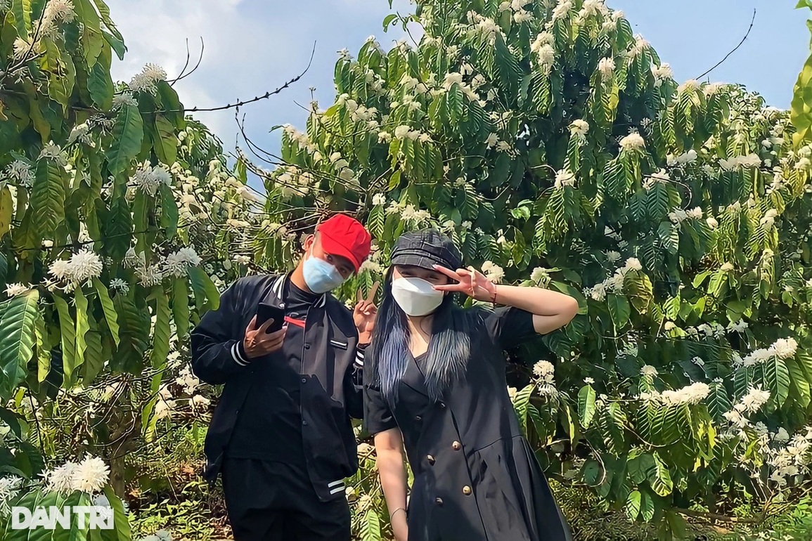 Cà phê phủ tuyết trắng xóa, tỏa hương thơm ngát trên cao nguyên - 8 Cà phê phủ tuyết trắng xóa, tỏa hương thơm ngát trên cao nguyên - 8