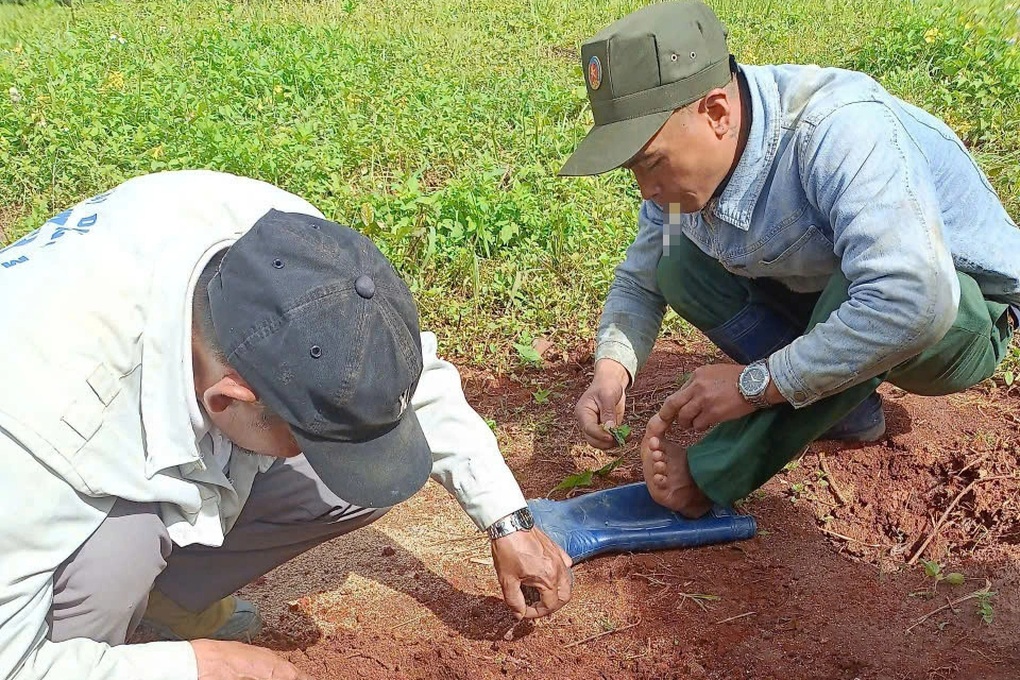 Bàn chông kim tiêm trong khu vực đất giải tỏa ở Đà Lạt - 1