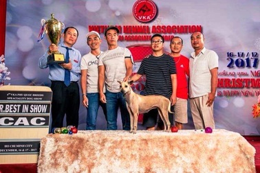 Chó Phú Quốc - Giống chó tinh khôn và đa tài